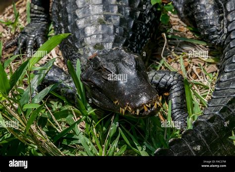 Close-up of a Dwarf Caiman showing many long yellowed teeth viewed from the front at the St ...