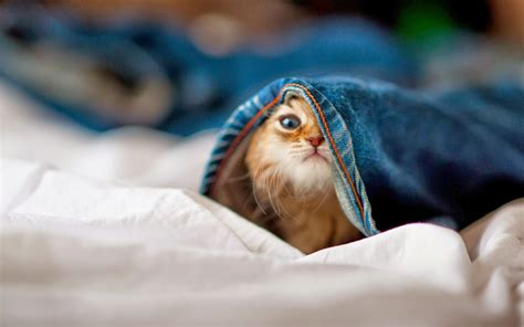 Cute Cat Wallpapers - HD Wallpapers - High Quality Wallpapers - Funny Wallpaper 7