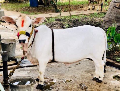 SCIENTIFIC ,SOCIOLOGICAL , CULTURAL & RELIGIOUS IMPORTANCE OF INDIAN COWS BREED LIKE PUNGANUR ...