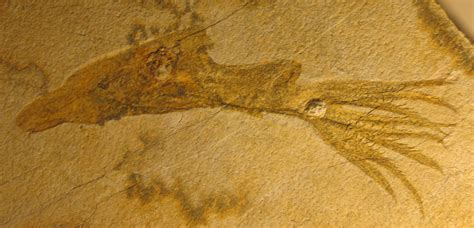 Louisville Fossils and Beyond: Jurassic Period Acanthoteuthis