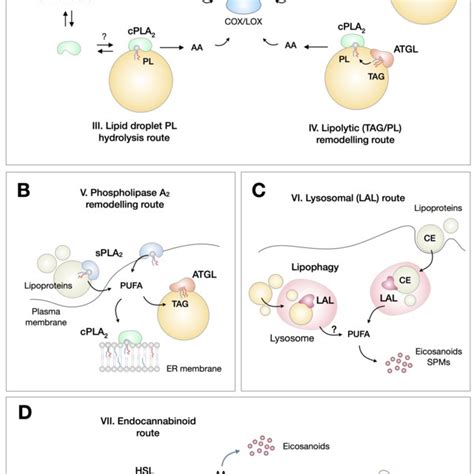 Lipid droplets and lipid signalling pathways. In principle, lipid ...