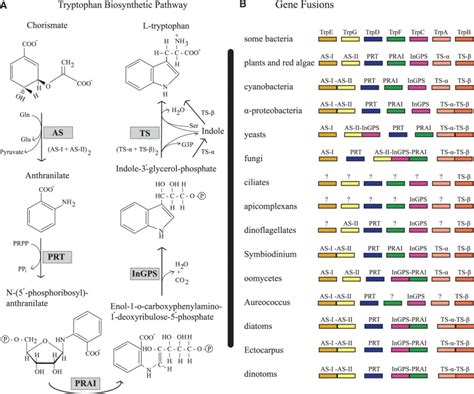 Tryptophan biosynthetic pathway and gene fusions. (A) Tryptophan... | Download Scientific Diagram