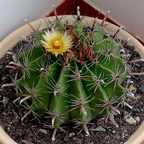 Ferocactus herrerae Cactus Seeds - Plants Bank Shop