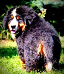 Newfoundland bernese mountain dog Mix Breed Information