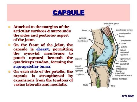 Anatomy of the Knee Joint