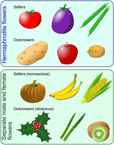 Plants Reproduce By Seeds