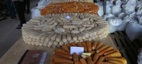 Stress Tolerant Maize for Africa » STMA in West Africa