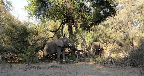 Mosi-oa-Tunya National Park, Zambia | Mosi-oa-Tunya National… | Flickr