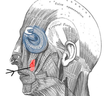 [Figure, Levator anguli oris Image courtesy O.Chaigasame] - StatPearls ...