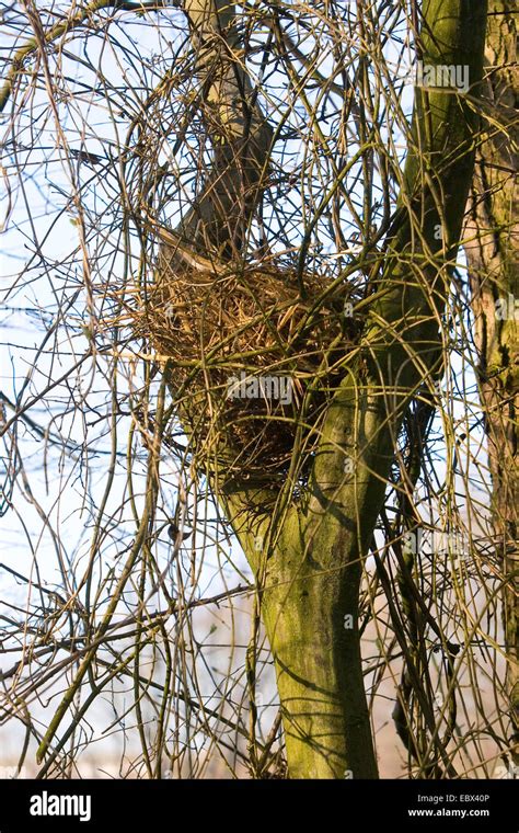 European red squirrel, Eurasian red squirrel (Sciurus vulgaris), nest ...