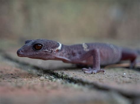 Female Chinese Cave Gecko | Emerald Scales