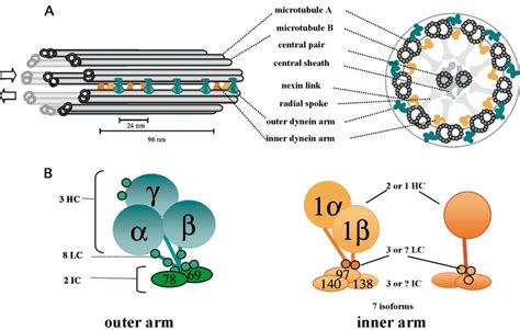 Axoneme structure and components. (A) Schematic diagram of the cilium ...