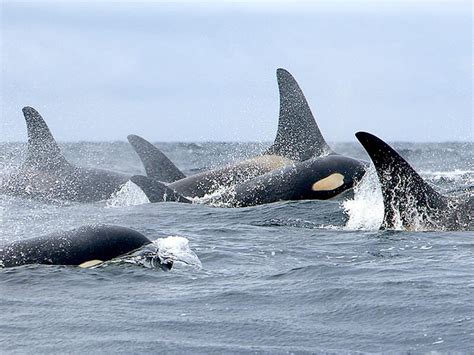 In undersea recordings, Alaska’s killer whales have a lot to say