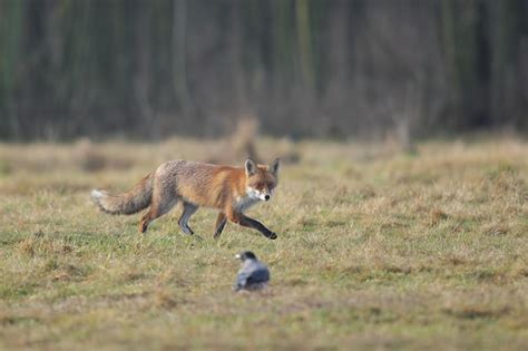 Premium Photo | A red fox in a winter coat