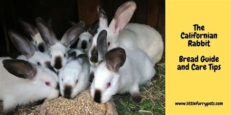 Californian Rabbit Guide - A Breed History - Little Furry Pets