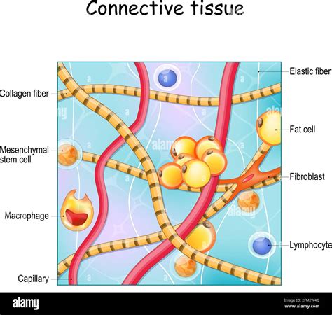 Dense Regular Connective Tissue Matrix Labeled