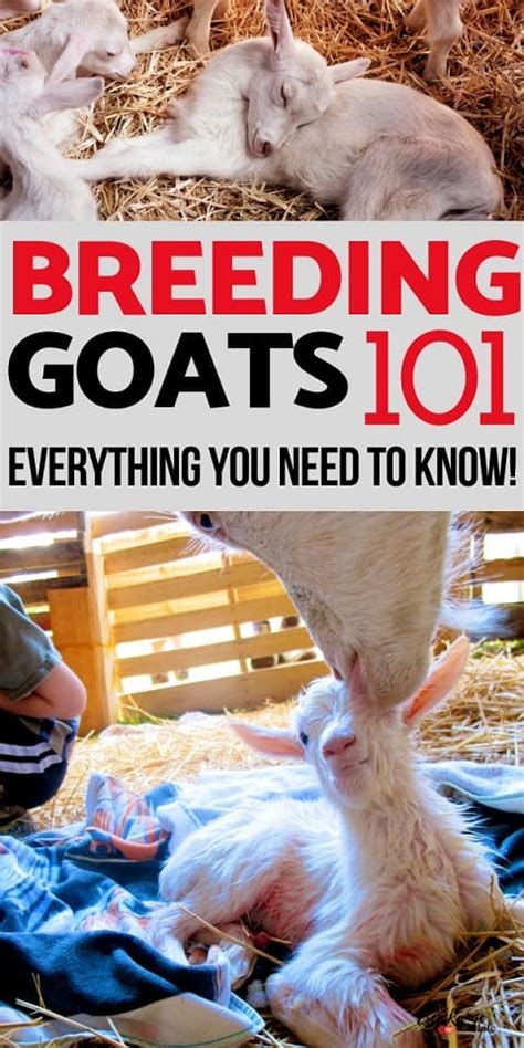 The Ultimate Guide to Breeding Goats