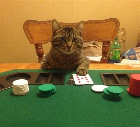 Gambling cat Blank Template - Imgflip