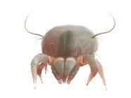 Parasitic dust mite on white background, digital illustration. — dirt, nature - Stock Photo ...