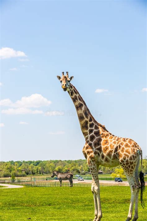 Rothschild Giraffe stock image. Image of giraffe, mammals - 71913343