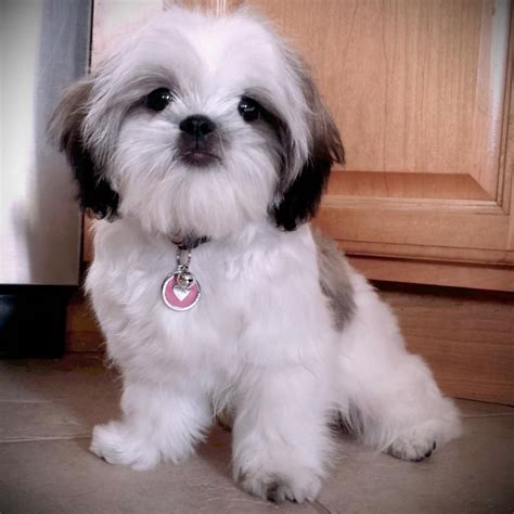 Shih Tzu Puppies Near Me - NEARSA