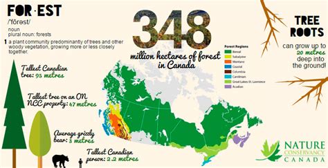 Canada's Role As Steward Of The World's Forests Matters