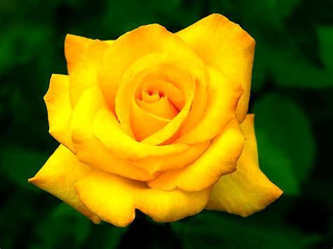 Download Yellow Flower Flower Nature Rose HD Wallpaper