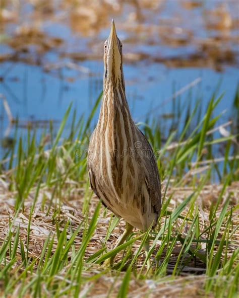 American Bittern Camouflage Behavior by Standing Still in Grass Field ...