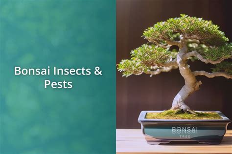 Bonsai Insects & Pests - Bonsai Bonsai Tree