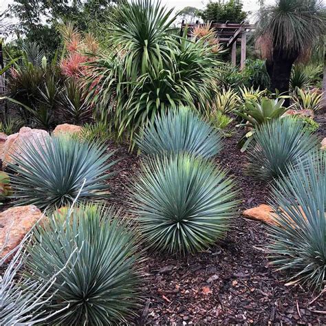 Garden Plants Online | Yucca rostrata, Plants, Landscape design