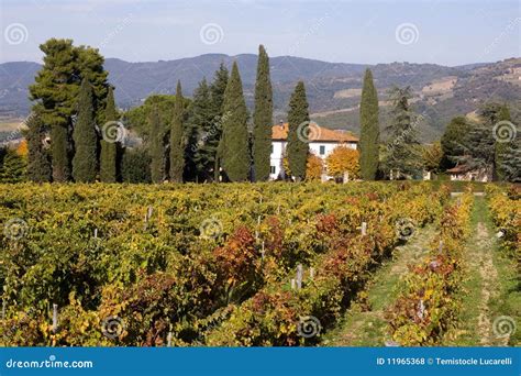 Tuscany vineyards stock photo. Image of vineyard, europe - 11965368