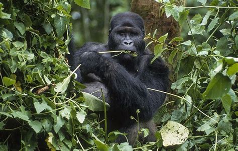 Tropical Rainforest Gorilla Facts