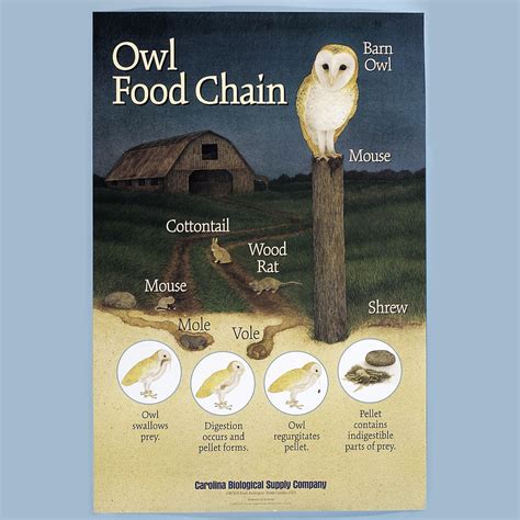 Owl Food Chain Poster | Carolina Biological Supply