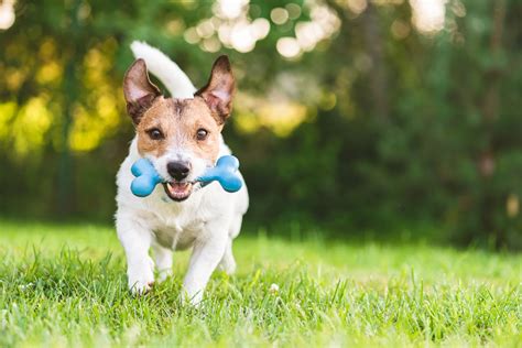 How to Teach Your Dog to Fetch – Dogster