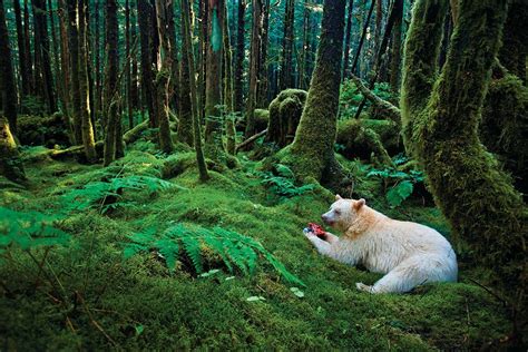 A rare white 'spirit bear' eats a leisurely meal in the rainforest | New Scientist