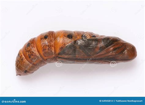 Moth Pupa Stock Photo - Image: 64945814