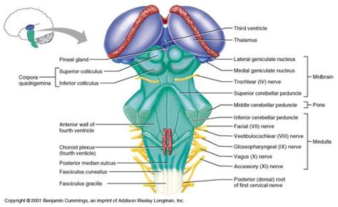 My Notes for USMLE | Speech language therapy, Speech and language ...