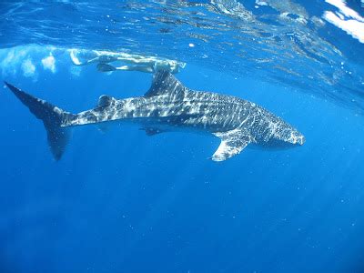 Daves Travel Pics: Travel Photos - Whale sharks, Exmouth - Western Australia
