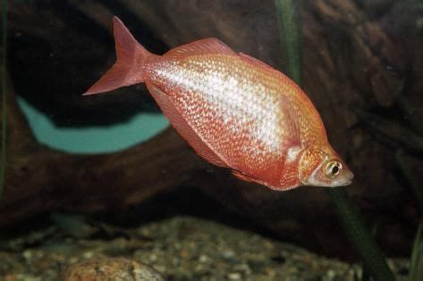 'Fish Red Rainbowfish' Photographic Print | AllPosters.com in 2021 ...