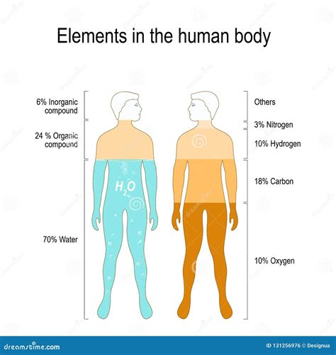 Elements of the Human Body stock vector. Illustration of anatomical - 131256976