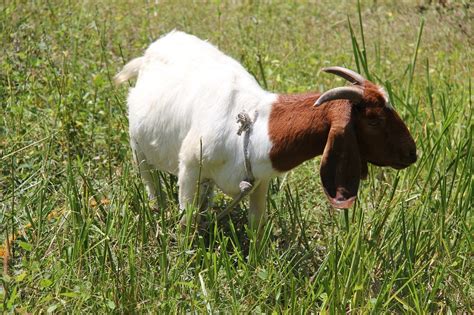 All You Need to Know About Boer Goats - The Happy Chicken Coop