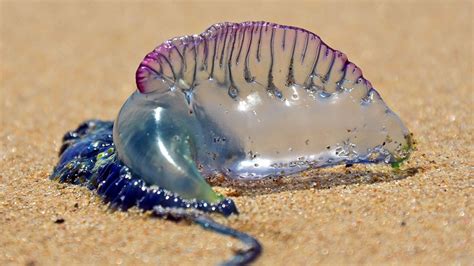 South Carolina beach sees rise in Man O'War stings, sightings, officials say | Fox News