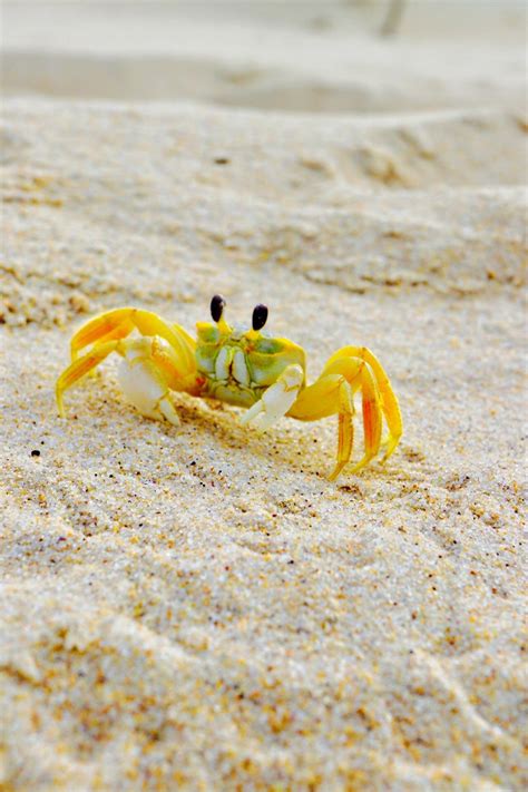 Bright yellow crab patrolling the beach : r/pics