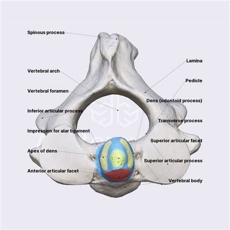 Axis (C2 Vertebra): Anatomy, Functions, Labeled Diagram, 51% OFF