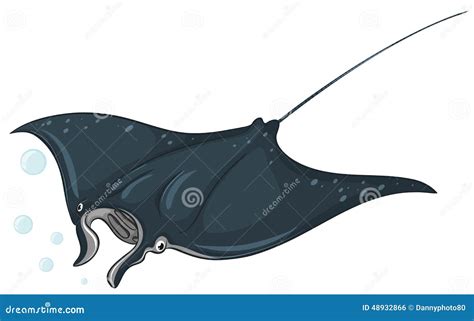 Stingray stock vector. Illustration of wilderness, creature - 48932866