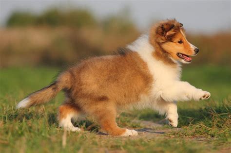 Meet the Shetland Sheepdog!