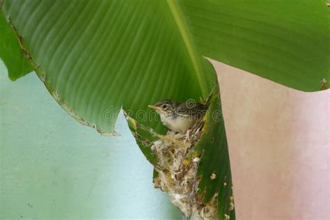 A Common Tailorbird Saw Something from a Nest and Space. Stock Image - Image of ater, bush ...