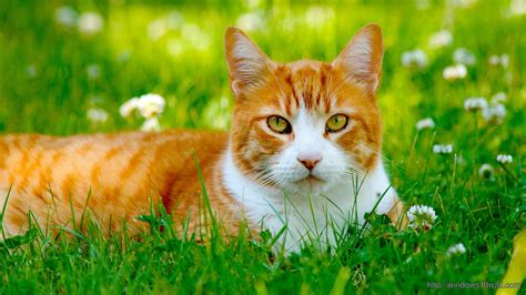 Cute Cat In Field Wallpaper - windows 10 Wallpapers