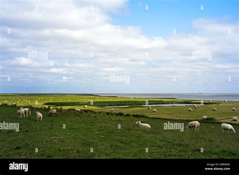 embankment foreland with sheeps, bales of straw and kolk, Germany, Lower Saxony, Wesermarsch ...