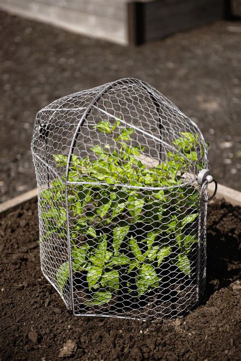 Chicken Wire Cloche Plant Protector, 3-in-1 | Gardeners.com | Garden cloche, Garden types, Diy ...